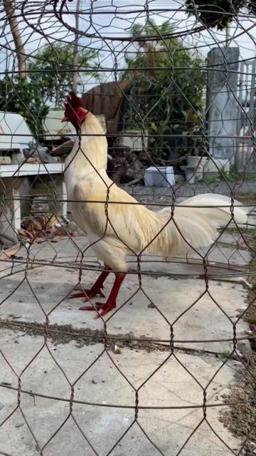 Úa chân xanh cam 3kg3 đá liền. Mua bán Gà tại Huyện Thoại Sơn An Giang được đăng bởi Tài Long xuyên hình 1