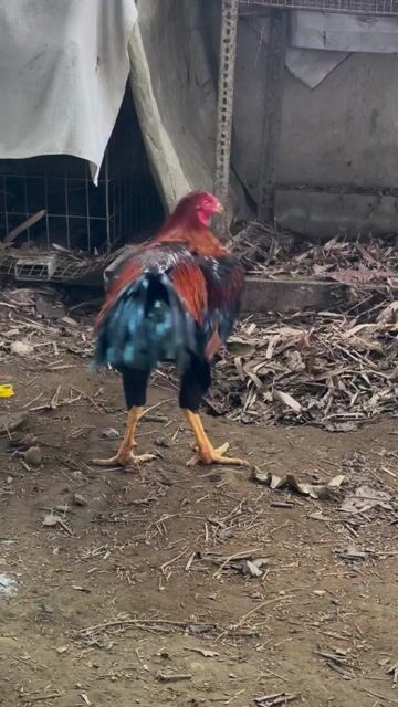 Gà chọi Siu my lai 3k2 zin bo tươi chơi liền được. Mua bán Gà tại Huyện Cần Giuộc Long An được đăng bởi A Tài gà đá Miền Tây 2 hình 1