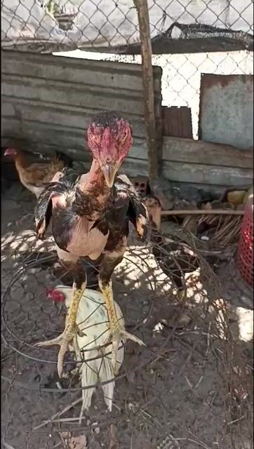 Gà chọi đực 5-6 tháng. Mua bán Gà tại Thành phố Vũng Tàu Bà Rịa - Vũng Tàu được đăng bởi ANH VŨ hình 1