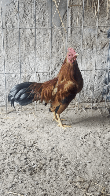 Gà trống Vàng 5 lạng. Mua bán Gà tại Huyện Hóc Môn Tp Hồ Chí Minh được đăng bởi Nguyễn Tuấn Kiệt  hình 1