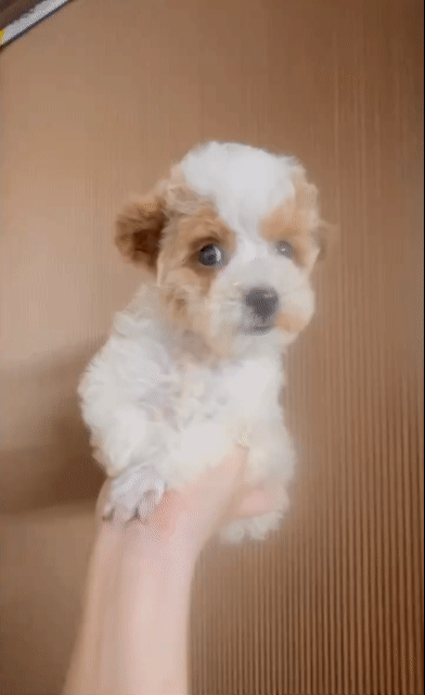 🍒🍒POODLE TAI GẤU TRẮNG PARTY NÂU BẠC XỈU (BOY) 🍒🍒. Mua bán Chó tại Huyện Hóc Môn Tp Hồ Chí Minh được đăng bởi SIÊU PET SG UY TÍN  hình 1