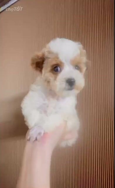 🍒🍒POODLE TAI GẤU TRẮNG PARTY NÂU BẠC XỈU (BOY) 🍒🍒. Mua bán Chó tại Huyện Hóc Môn Tp Hồ Chí Minh được đăng bởi SIÊU PET SG UY TÍN  hình 1