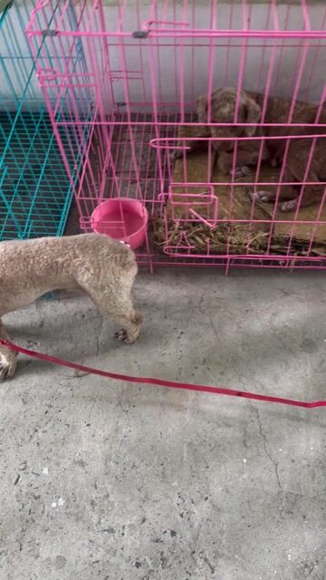 Chó Poodle đực 1 tuổi. Mua bán Chó tại Quận Ninh Kiều Cần Thơ được đăng bởi Kem Trộn Cần thơ hình 1