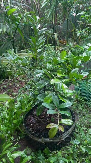 Cây ăn quả Cherry đã cho trái. Mua bán Cây cảnh, đồ trang trí tại Huyện Tam Bình Vĩnh Long được đăng bởi Tình nghèo mất nhau hình 1