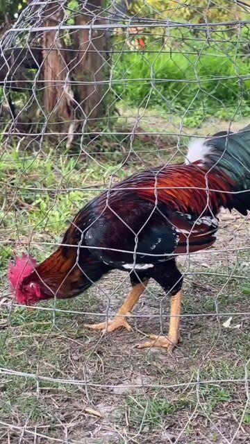 Gà Điều bông 3.2kg. Mua bán Gà tại Huyện Phong Điền Cần Thơ được đăng bởi Hoàng Trần  hình 1