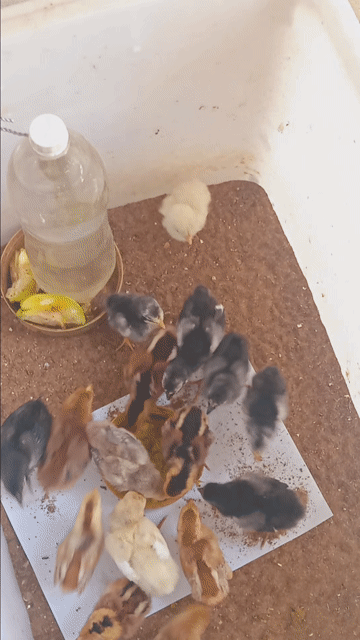 Gà nòi Mỹ con. Mua bán Gà tại Quận Thốt Nốt Cần Thơ được đăng bởi hautong hình 1