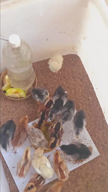 Gà nòi Mỹ con. Mua bán Gà tại Quận Thốt Nốt Cần Thơ được đăng bởi hautong hình 1