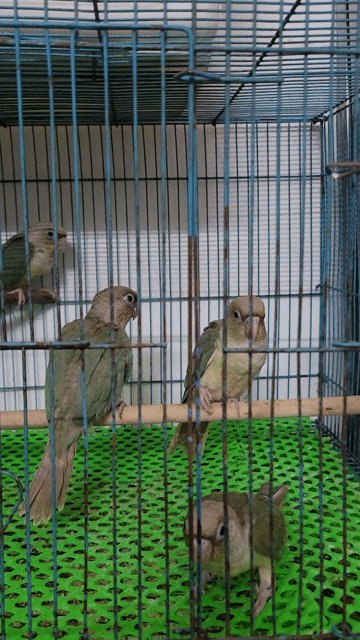 Vẹt Greencheek non nhiều màu. Mua bán Chim tại Quận Tân Phú Tp Hồ Chí Minh được đăng bởi Ha mai thinh hình 1