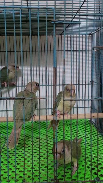 Vẹt Greencheek non nhiều màu. Mua bán Chim tại Quận Tân Phú Tp Hồ Chí Minh được đăng bởi Ha mai thinh hình 1