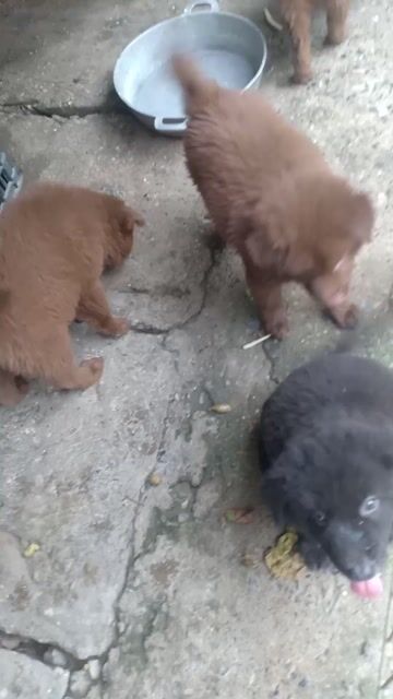 Chó Xù Bắc Hà. Mua bán Chó tại Huyện Mê Linh Hà Nội được đăng bởi Tran Quangtuan hình 1