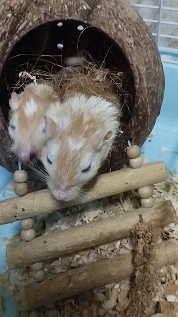 Chuột Mông Cổ non Vàng kem. Mua bán Thú cưng khác tại Quận Tân Phú Tp Hồ Chí Minh được đăng bởi Tiger hình 1