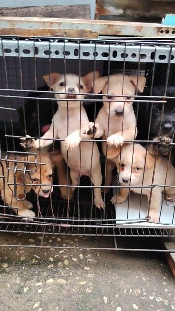 Chó cỏ nhiều màu 3 tháng tuổi. Mua bán Chó tại Quận Tân Bình Tp Hồ Chí Minh được đăng bởi Lê Nguyễn Hân hình 1