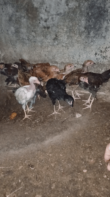 Bày 9 con hiện 0.5kg. Mua bán Gà tại Thành phố Long Khánh Đồng Nai được đăng bởi Sang hình 1