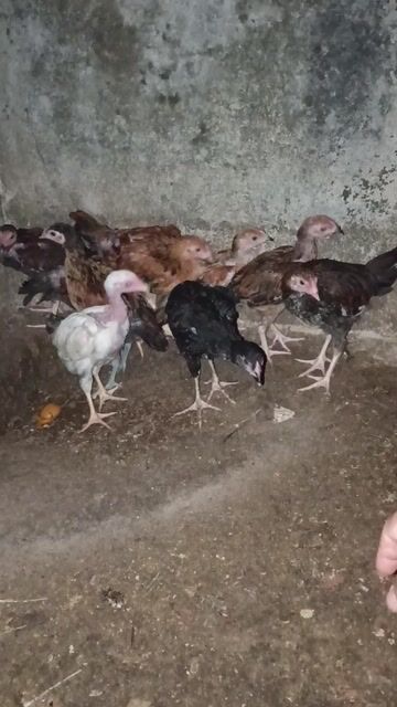 Bày 9 con hiện 0.5kg. Mua bán Gà tại Thành phố Long Khánh Đồng Nai được đăng bởi Sang hình 1
