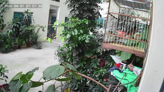 chào mào thuần hót hay. Mua bán Chim tại Quận Hà Đông Hà Nội được đăng bởi Le Hoang hình 1