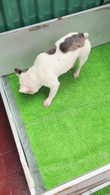 Chó Bull Pháp cái màu Trắng. Mua bán Chó tại Huyện Thạch Thất Hà Nội được đăng bởi PPKD hình 1