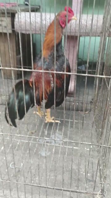 Chia ae đam mê gà tre Bắc 4l. Mua bán Gà tại Quận Bình Tân Tp Hồ Chí Minh được đăng bởi Toàn gà tre hình 1