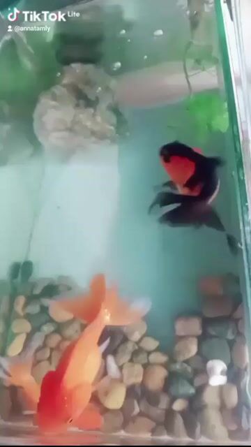 Cá ba đuôi Trung bình Đa sắc Khỏe mạnh. Mua bán Thú cưng khác tại Thành phố Thủ Đức Tp Hồ Chí Minh được đăng bởi Thanh Tam hình 1