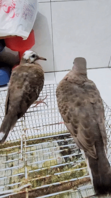 Chim Cu gáy Lai Việt - Thái đã tự ăn. Mua bán Chim tại Quận 7 Tp Hồ Chí Minh được đăng bởi Đặng Bình hình 1