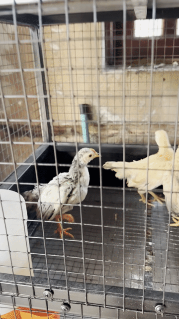 Gà tre Bắc. Mua bán Gà tại Huyện Vĩnh Cửu Đồng Nai được đăng bởi Biển Thiếu Muối hình 1