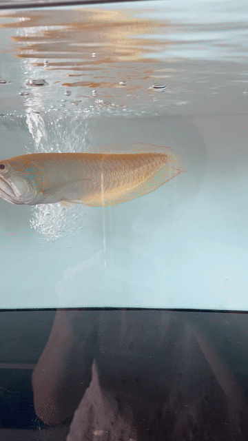Cá Ngân abino Vàng trắng 25 cm. Mua bán Thú cưng khác tại Huyện Bình Chánh Tp Hồ Chí Minh được đăng bởi phương hiền hình 1