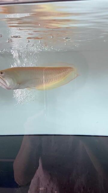 Cá Ngân abino Vàng trắng 25 cm. Mua bán Thú cưng khác tại Huyện Bình Chánh Tp Hồ Chí Minh được đăng bởi phương hiền hình 1