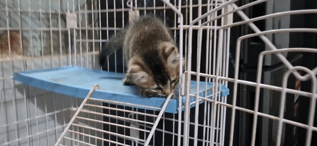 MÈO ALN XỔ GIUN TIÊM PHÒNG ĐẦY ĐỦ. Mua bán Mèo tại Quận 12 Tp Hồ Chí Minh được đăng bởi Trần Quốc Tuấn hình 1