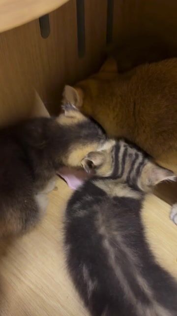 Mèo chân lùn đực cái 2 tháng. Mua bán Mèo tại Quận 11 Tp Hồ Chí Minh được đăng bởi Quynh Thu hình 1