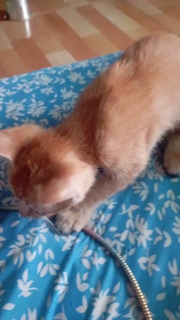 Mèo nhà vàng. Mua bán Mèo tại Huyện Bình Chánh Tp Hồ Chí Minh được đăng bởi Nguyễn Thị Kim Trang hình 1