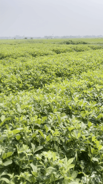 Cho thuê Đất Vinpearl Nam Hội An Huyện Thăng Bình Quảng Nam diện tích 326 m² giá 3,6 triệu/tháng