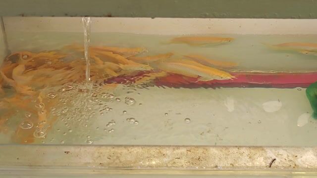 Ngân long Albino 22cm. Mua bán Thú cưng khác tại Huyện Nhà Bè Tp Hồ Chí Minh được đăng bởi Phuc hình 1