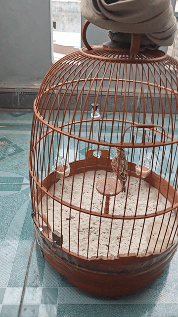 Chim Sơn ca non . Mua bán Chim tại Thành phố Biên Hòa Đồng Nai được đăng bởi minh hung hình 1