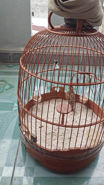 Chim Sơn ca non . Mua bán Chim tại Thành phố Biên Hòa Đồng Nai được đăng bởi minh hung hình 1