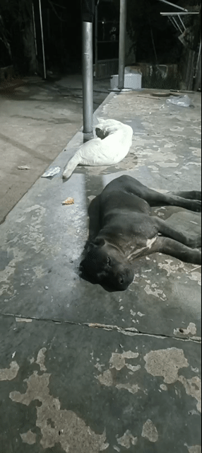 Chó Ngao Ý đen 4 tháng tuổi. Mua bán Chó tại Thị xã Bến Cát Bình Dương được đăng bởi Hoàng Minh hình 1