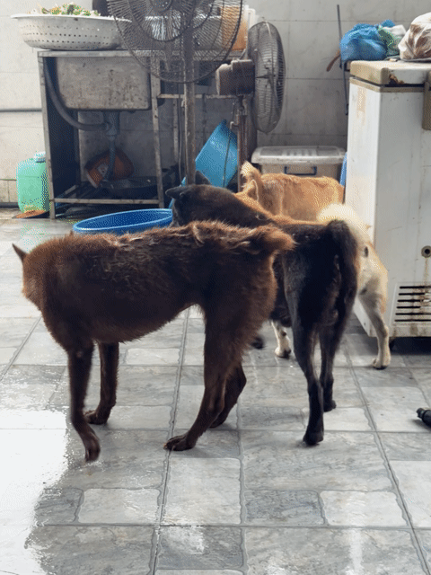 Chó Shiba, mông cộc. Mua bán Chó tại Quận Bắc Từ Liêm Hà Nội được đăng bởi DuHo Farm  hình 1