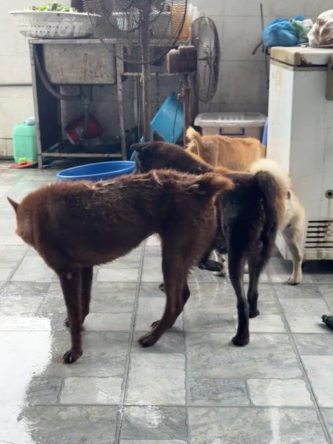 Chó Shiba, mông cộc. Mua bán Chó tại Quận Bắc Từ Liêm Hà Nội được đăng bởi DuHo Farm  hình 1