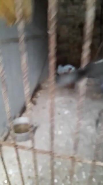 Cần thanh lý đàn trống tre trưởng thành. Mua bán Gà tại Huyện Quế Võ Bắc Ninh được đăng bởi Trương bảo long hình 1