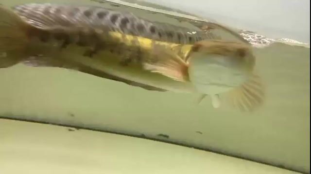 Cá cảnh Vàng 53 cm Khỏe mạnh. Mua bán Thú cưng khác tại Huyện Hóc Môn Tp Hồ Chí Minh được đăng bởi Nguyễn Văn Quí  hình 1