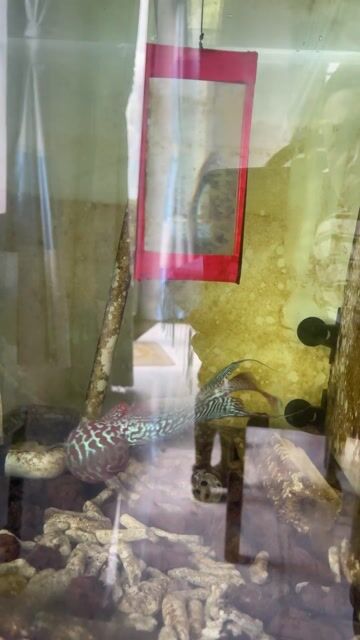 f1 đầu to. Mua bán Thú cưng khác tại Huyện Nhơn Trạch Đồng Nai được đăng bởi cất lv hình 1