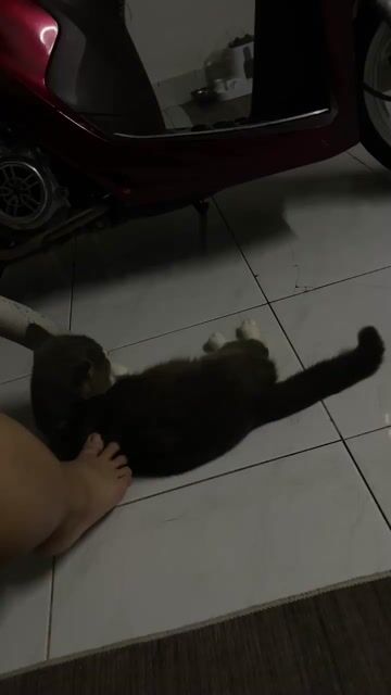 Mèo đực Xám trắng gần 2 tuổi sức khỏe tốt. Mua bán Mèo tại Huyện Bàu Bàng Bình Dương được đăng bởi Lê ngọc Hân hình 1