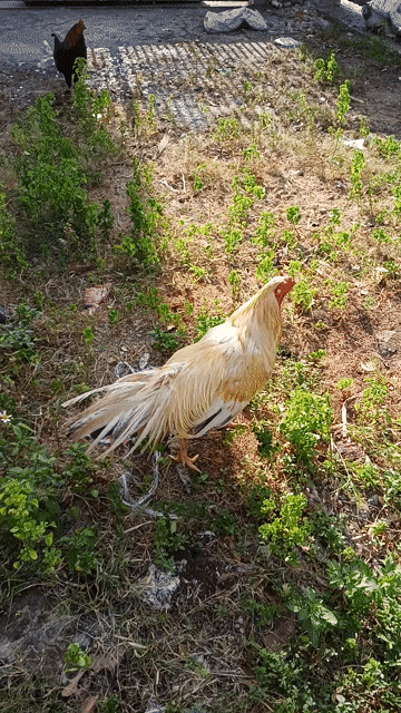 Gà Trắng vàng 3.7 kg. Mua bán Gà tại Thành phố Dĩ An Bình Dương được đăng bởi Đại nguyen hình 1
