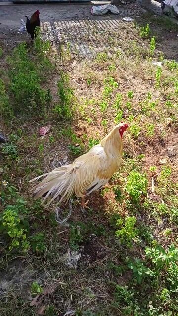 Gà Trắng vàng 3.7 kg. Mua bán Gà tại Thành phố Dĩ An Bình Dương được đăng bởi Đại nguyen hình 1