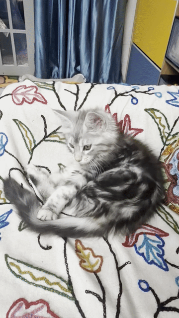 Mèo Maine Coon cái 2.5 tháng. Mua bán Mèo tại Quận 3 Tp Hồ Chí Minh được đăng bởi nguyễn thị mỹ Duyên hình 1
