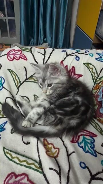 Mèo Maine Coon cái 2.5 tháng. Mua bán Mèo tại Quận 3 Tp Hồ Chí Minh được đăng bởi nguyễn thị mỹ Duyên hình 1