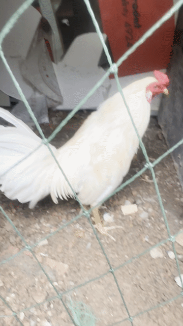 Gà tre 2.35kg Trắng Đực. Mua bán Gà tại Thành phố Dĩ An Bình Dương được đăng bởi ngoc hình 1