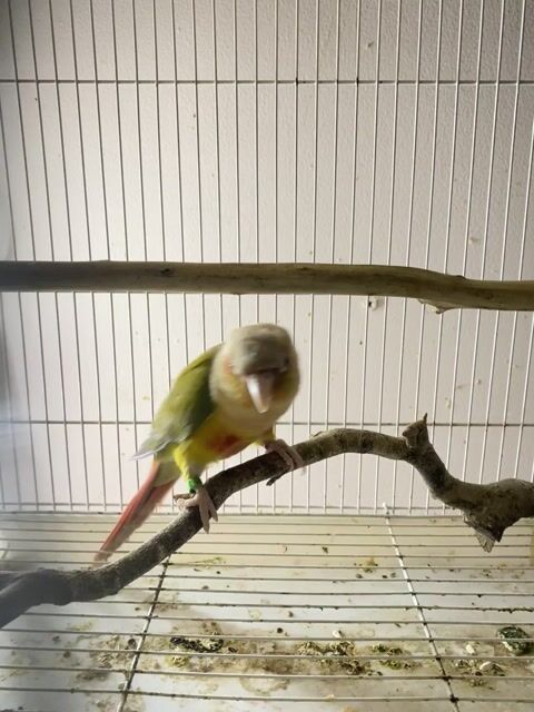 Chim Green Cheek Conure sắp ss.. Mua bán Chim tại Quận Gò Vấp Tp Hồ Chí Minh được đăng bởi Quốc Khánh hình 1
