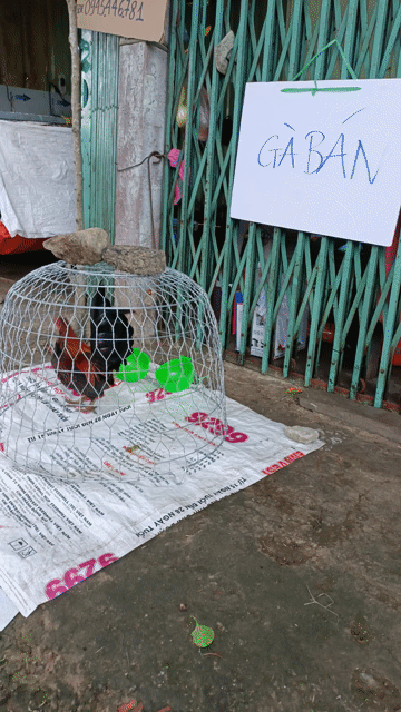 Gà tre Jap Mỹ Bến Tre. Mua bán Gà tại Thành phố Bến Tre Bến Tre được đăng bởi Ngon bổ rẻ  hình 1