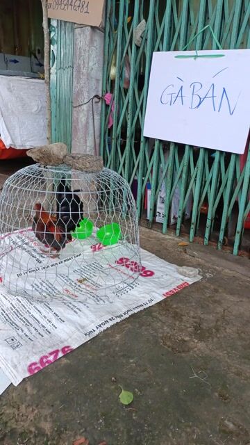 Gà tre Jap Mỹ Bến Tre. Mua bán Gà tại Thành phố Bến Tre Bến Tre được đăng bởi Ngon bổ rẻ  hình 1