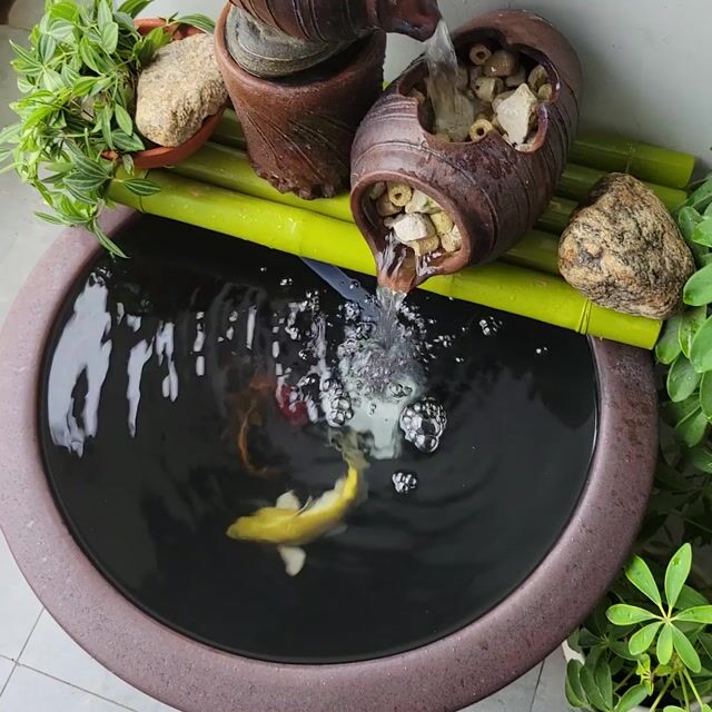 Chum nuôi cá cảnh. Mua bán Thú cưng khác tại Quận Hoàng Mai Hà Nội được đăng bởi TRUNG KIÊN hình 1