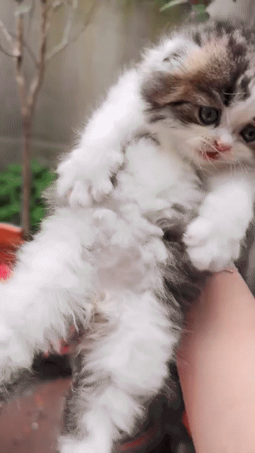 Mèo anh lông dài tai cụp. Mua bán Mèo tại Quận Hoàng Mai Hà Nội được đăng bởi Gia Linh hình 1